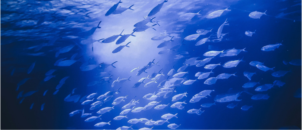 海中を泳ぐ魚の群れ